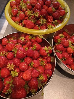 Fraises