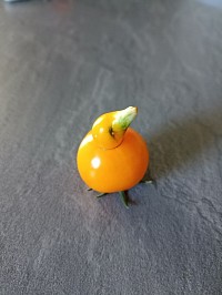 Poussin tomate (le petit jardin de Hary 2023