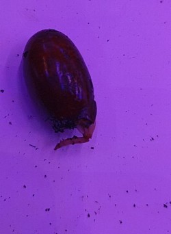 Noyau de Litchi en germination